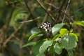 Papillon_Blanc marbre